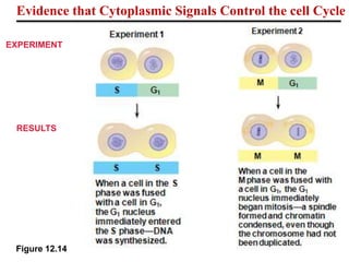 EXPERIMENT
RESULTS
Figure 12.14
Evidence that Cytoplasmic Signals Control the cell Cycle
 