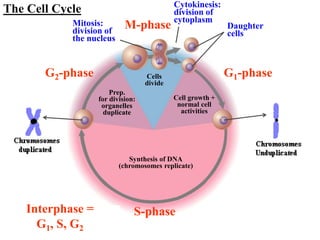 Mitosis:
division of
the nucleus
Cytokinesis:
division of
cytoplasm
Daughter
cells
M-phase
Interphase =
G1, S, G2
S-phase
G2-phase G1-phase
Prep.
for division:
organelles
duplicate
Cell growth +
normal cell
activities
Synthesis of DNA
(chromosomes replicate)
Cells
divide
The Cell Cycle
 