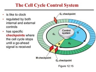 The Cell Cycle Control System
• is like to clock
• regulated by both
internal and external
controls
• has specific
checkpoints where
the cell cycle stops
until a go-ahead
signal is received
Figure 12.15
 