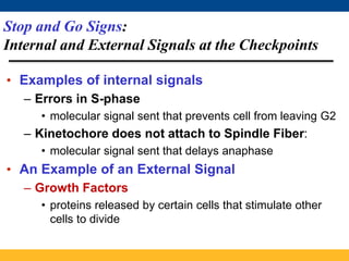 Stop and Go Signs:
Internal and External Signals at the Checkpoints
• Examples of internal signals
– Errors in S-phase
• molecular signal sent that prevents cell from leaving G2
– Kinetochore does not attach to Spindle Fiber:
• molecular signal sent that delays anaphase
• An Example of an External Signal
– Growth Factors
• proteins released by certain cells that stimulate other
cells to divide
 