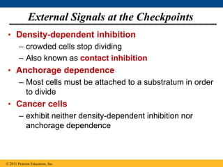 • Density-dependent inhibition
– crowded cells stop dividing
– Also known as contact inhibition
• Anchorage dependence
– Most cells must be attached to a substratum in order
to divide
• Cancer cells
– exhibit neither density-dependent inhibition nor
anchorage dependence
© 2011 Pearson Education, Inc.
External Signals at the Checkpoints
 