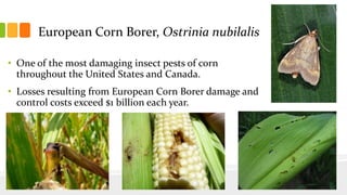European Corn Borer, Ostrinia nubilalis
• One of the most damaging insect pests of corn
throughout the United States and Canada.
• Losses resulting from European Corn Borer damage and
control costs exceed $1 billion each year.
 