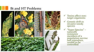 Bt and HT Problems
 Toxins affect non-
target organisms
 Genetic drift to
invasive weedy
species
 “Super Species” –
naturally
resistance
members of a
population survive
and reproduce,
unable to be
controlled
 
