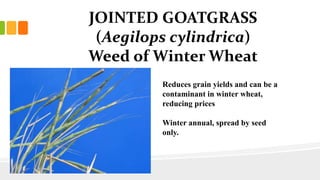 JOINTED GOATGRASS
(Aegilops cylindrica)
Weed of Winter Wheat
Reduces grain yields and can be a
contaminant in winter wheat,
reducing prices
Winter annual, spread by seed
only.
 