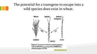 The potential for a transgene to escape into a
wild species does exist in wheat.
 