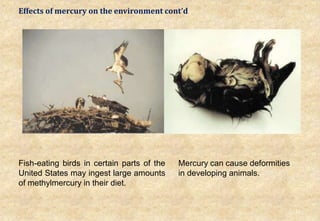 38
Fish-eating birds in certain parts of the
United States may ingest large amounts
of methylmercury in their diet.
Mercury can cause deformities
in developing animals.
Effects of mercury on the environment cont’d
 