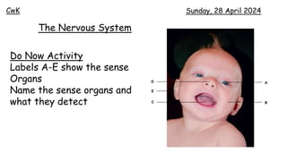 Sunday, 28 April 2024
CwK
The Nervous System
Do Now Activity
Labels A-E show the sense
Organs
Name the sense organs and
what they detect
 