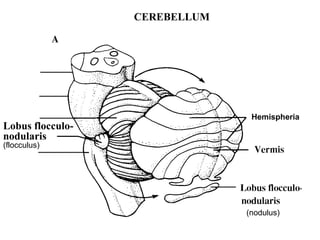 CEREBELLUM (nodulus) Lobus flocculo- nodularis (flocculus) Hemispheria 