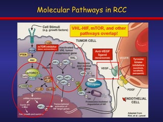 Molecular Pathways in RCC 