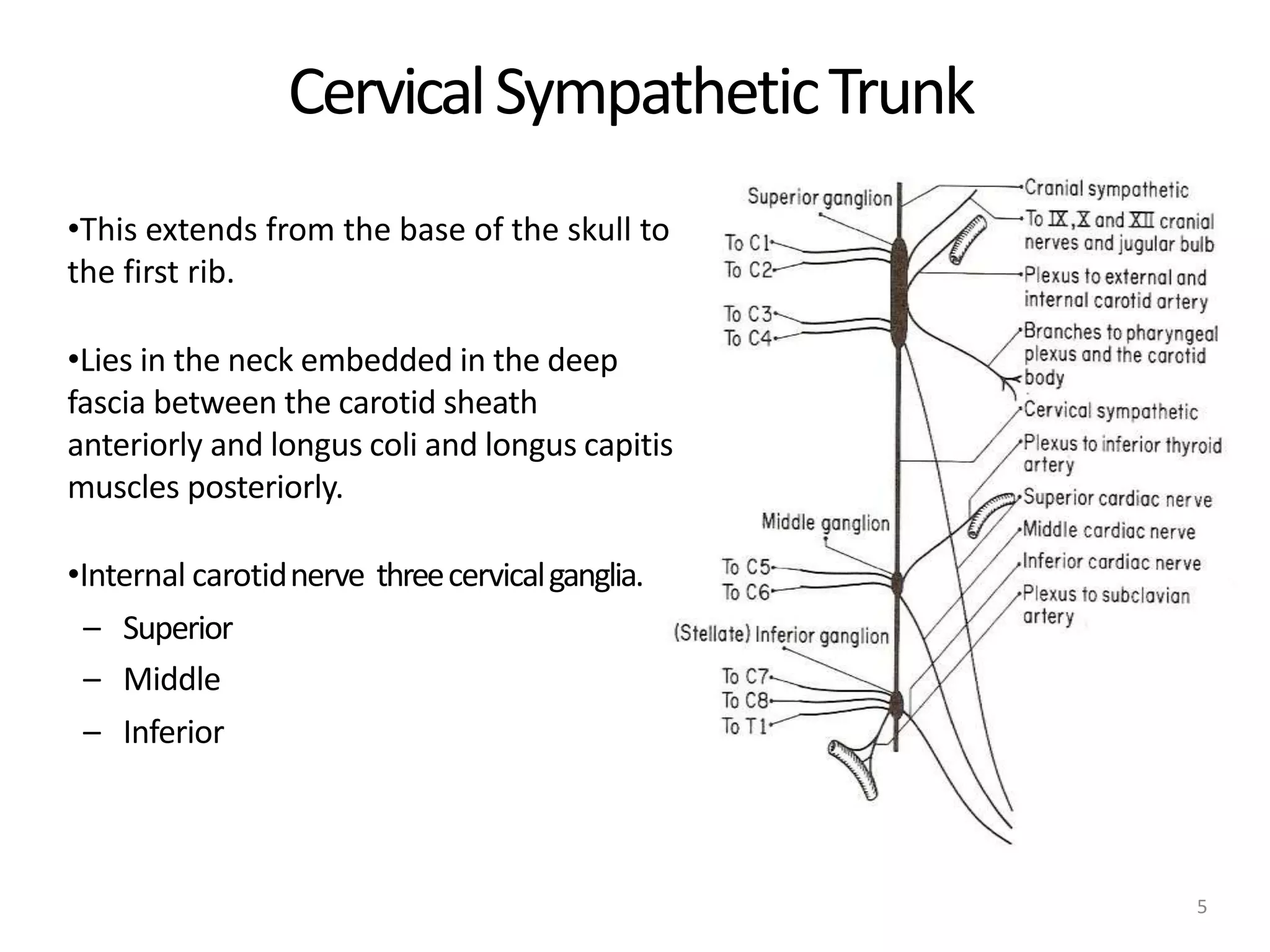 CervicalSympatheticTrunk
5
•This extends from the base of the skull to
the first rib.
•Lies in the neck embedded in the deep
fascia between the carotid sheath
anteriorly and longus coli and longus capitis
muscles posteriorly.
•Internal carotidnerve threecervicalganglia.
– Superior
– Middle
– Inferior
 