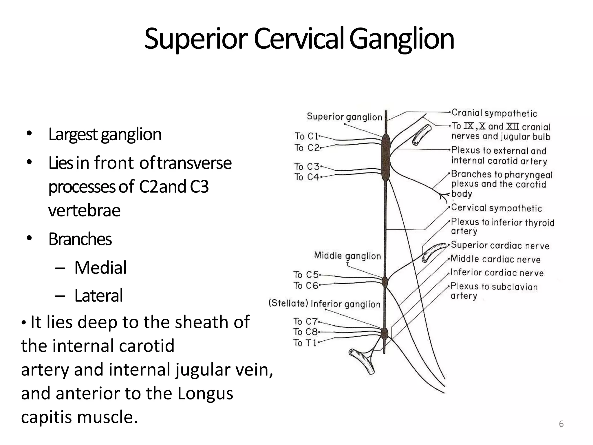 SuperiorCervicalGanglion
6
•
•
•
Largestganglion
Liesin front oftransverse
processesof C2andC3
vertebrae
Branches
– Medial
– Lateral
• It lies deep to the sheath of
the internal carotid
artery and internal jugular vein,
and anterior to the Longus
capitis muscle.
 