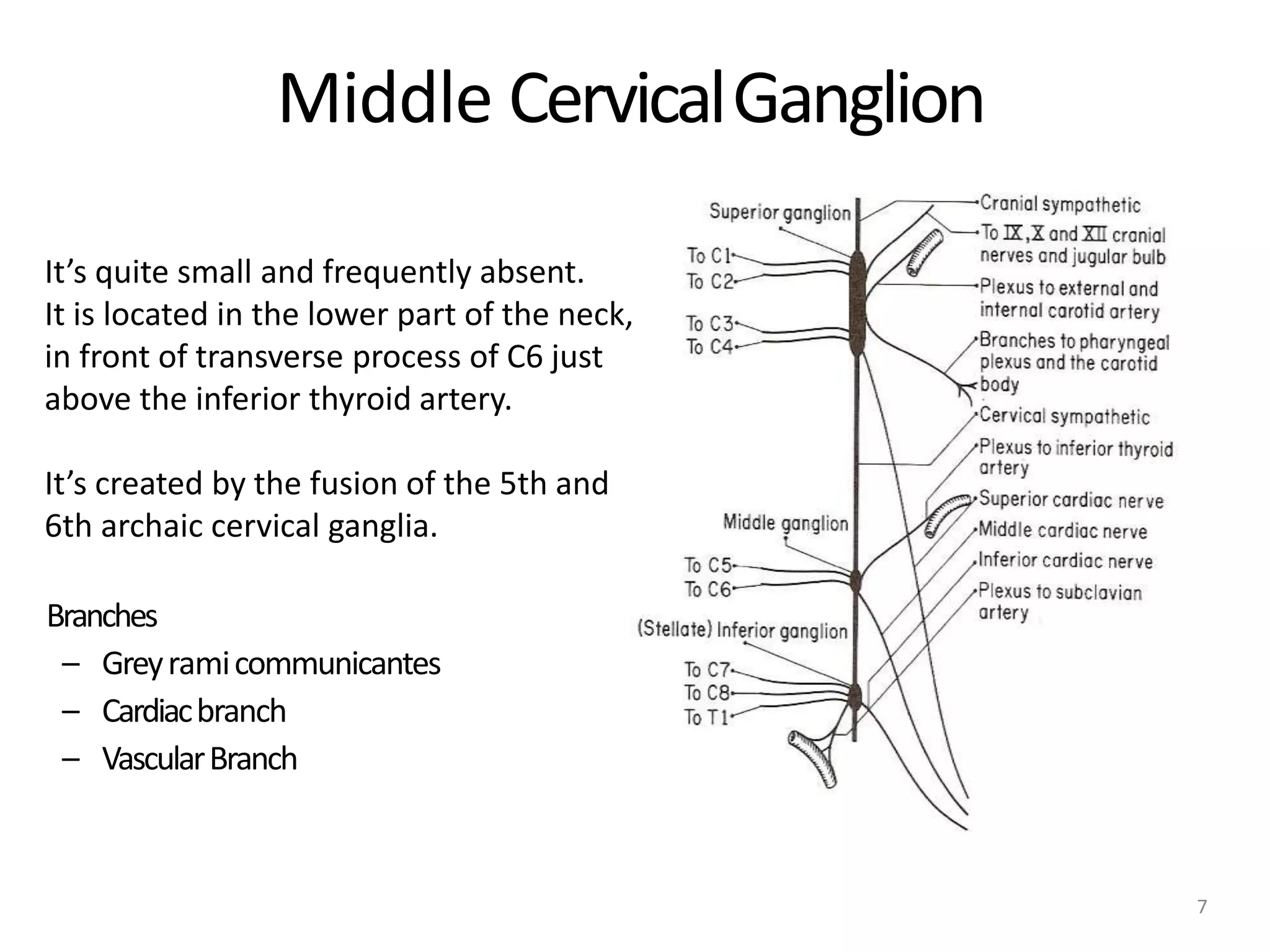 Middle CervicalGanglion
7
It’s quite small and frequently absent.
It is located in the lower part of the neck,
in front of transverse process of C6 just
above the inferior thyroid artery.
It’s created by the fusion of the 5th and
6th archaic cervical ganglia.
Branches
– Greyramicommunicantes
– Cardiacbranch
– VascularBranch
 