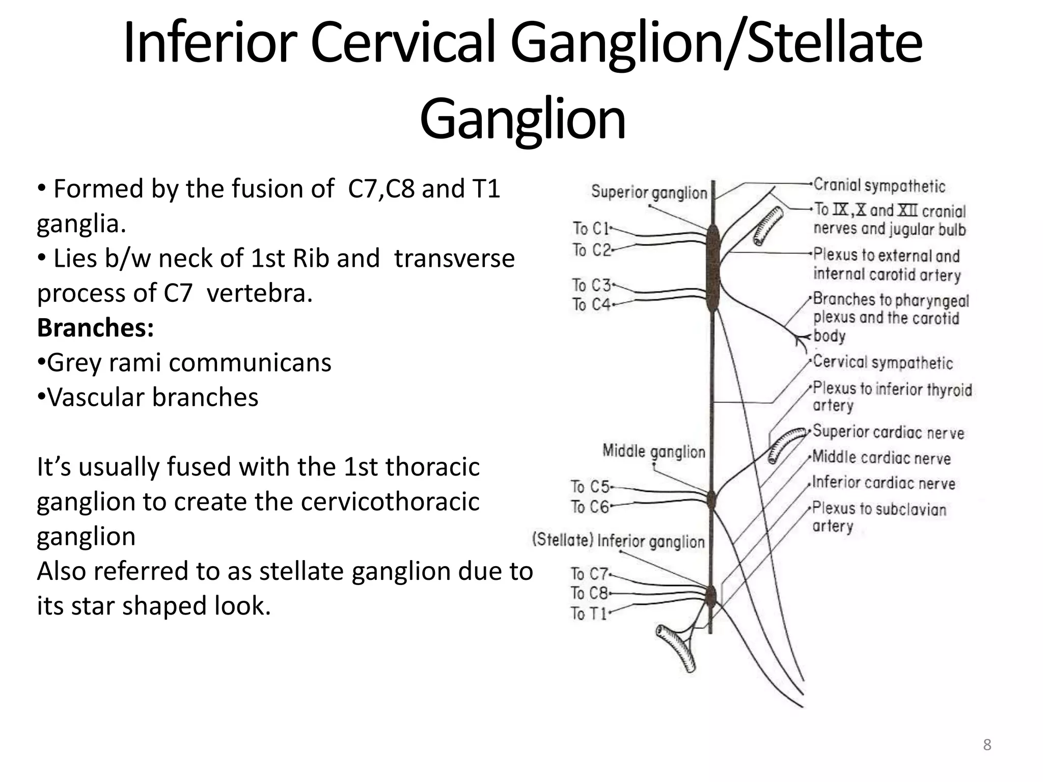 Inferior Cervical Ganglion/Stellate
Ganglion
8
• Formed by the fusion of C7,C8 and T1
ganglia.
• Lies b/w neck of 1st Rib and transverse
process of C7 vertebra.
Branches:
•Grey rami communicans
•Vascular branches
It’s usually fused with the 1st thoracic
ganglion to create the cervicothoracic
ganglion
Also referred to as stellate ganglion due to
its star shaped look.
 