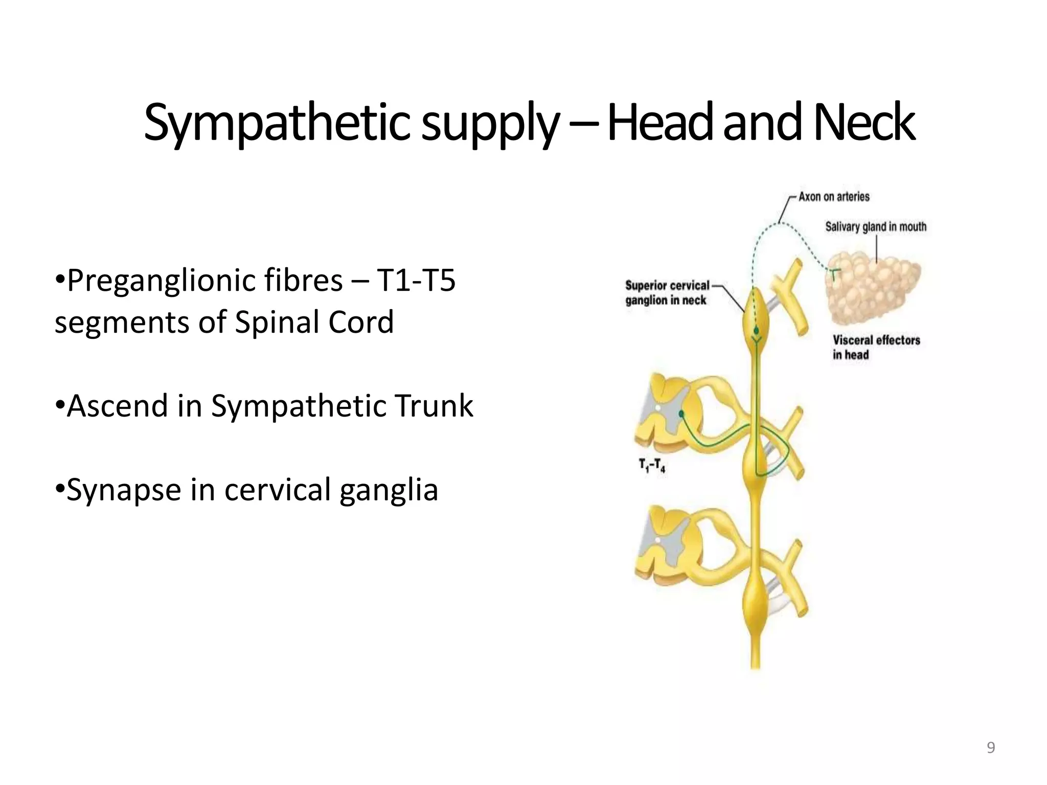 Sympatheticsupply–HeadandNeck
9
•Preganglionic fibres – T1-T5
segments of Spinal Cord
•Ascend in Sympathetic Trunk
•Synapse in cervical ganglia
 