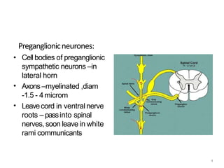 Preganglionicneurones:
4
•
•
• Cell bodies of preganglionic
sympathetic neurons –in
lateral horn
Axons –myelinated ,diam
-1.5 - 4microm
Leavecord in ventralnerve
roots – passinto spinal
nerves, soon leave in white
rami communicants
 