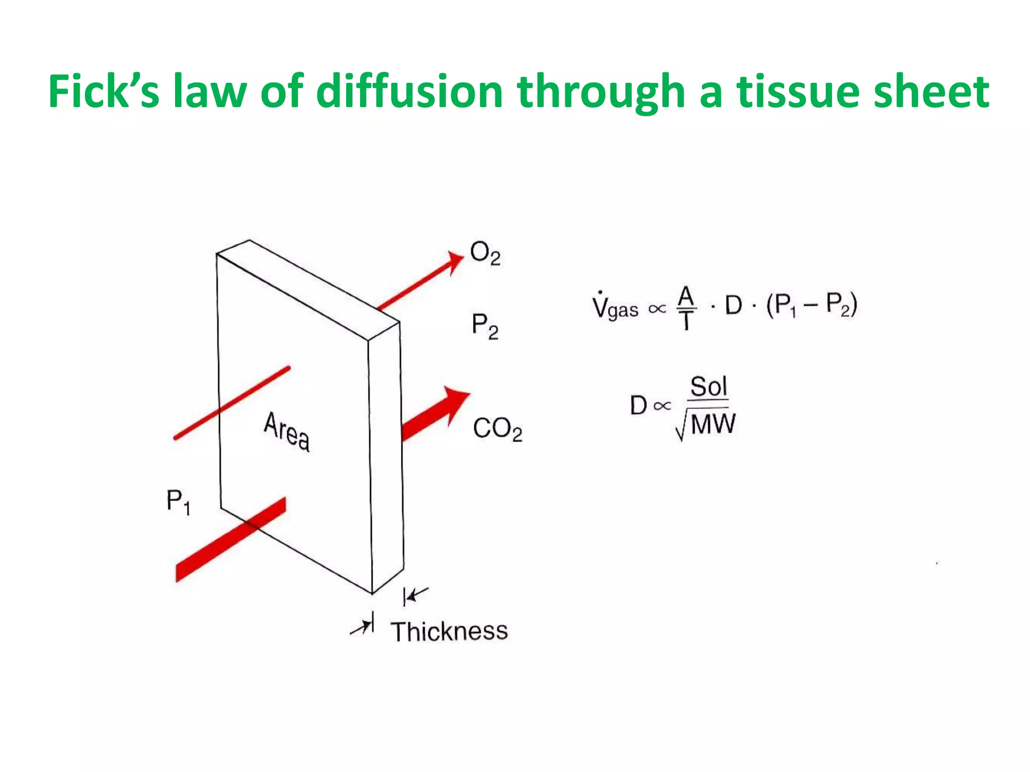 Fick’s law of diffusion through a tissue sheet
 