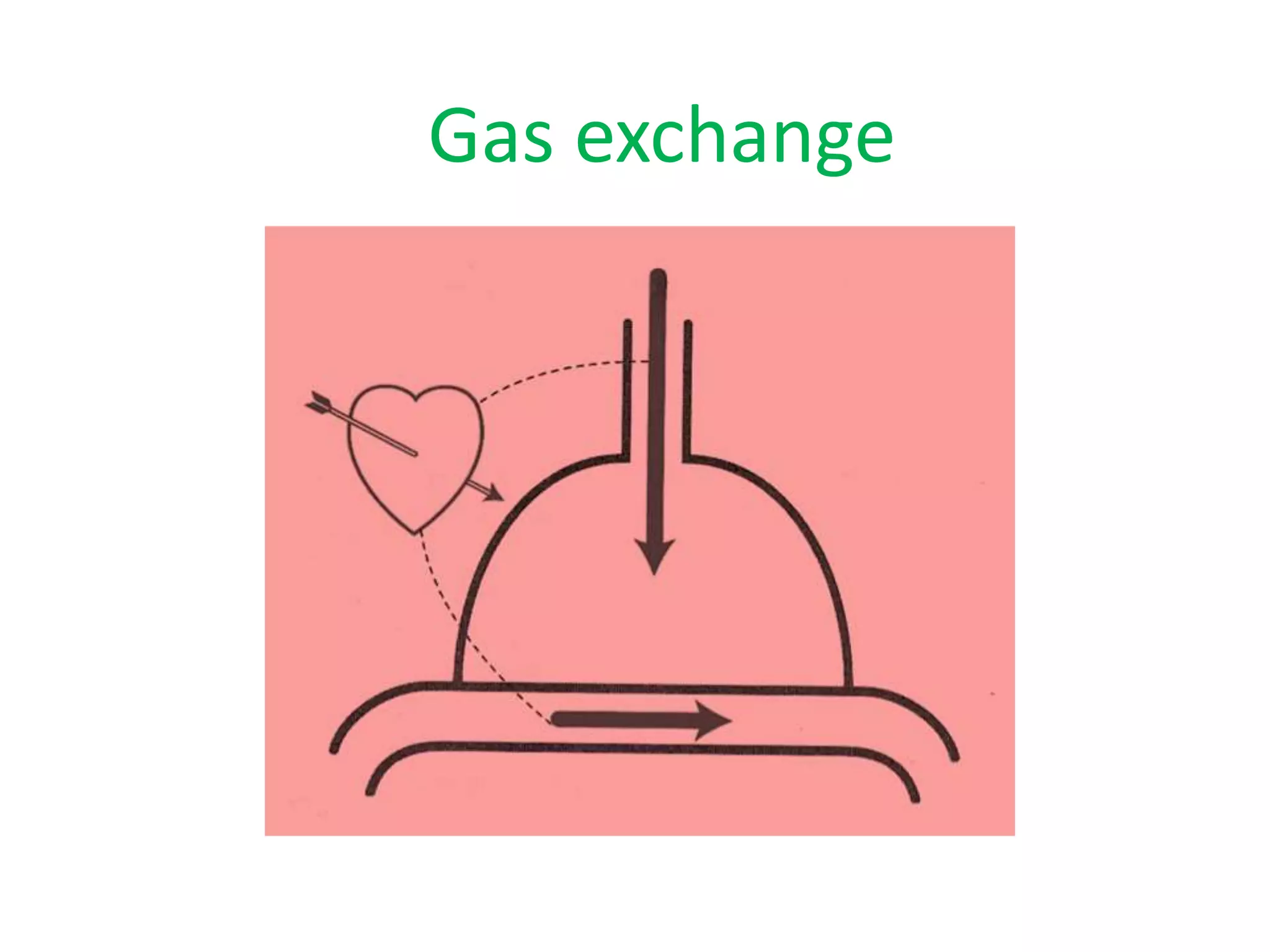 Gas exchange
 