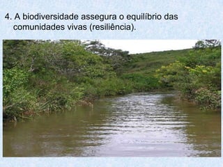 4. A biodiversidade assegura o equilíbrio das
  comunidades vivas (resiliência).
 