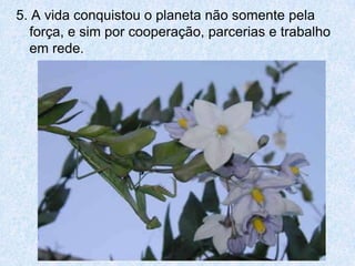 5. A vida conquistou o planeta não somente pela
  força, e sim por cooperação, parcerias e trabalho
  em rede.
 