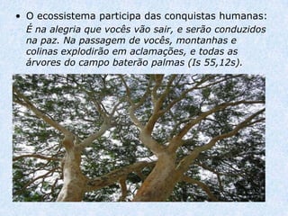 • O ecossistema participa das conquistas humanas:
  É na alegria que vocês vão sair, e serão conduzidos
  na paz. Na passagem de vocês, montanhas e
  colinas explodirão em aclamações, e todas as
  árvores do campo baterão palmas (Is 55,12s).
 