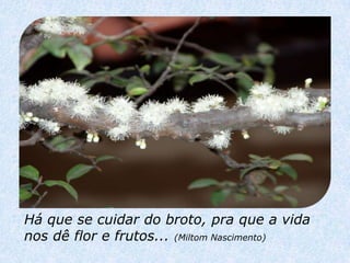Há que se cuidar do broto, pra que a vida
nos dê flor e frutos... (Miltom Nascimento)
 
