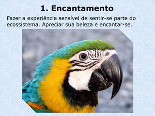 1. Encantamento
Fazer a experiência sensível de sentir-se parte do
ecossistema. Apreciar sua beleza e encantar-se.
 