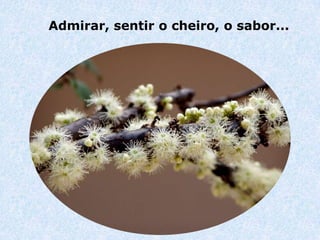 Admirar, sentir o cheiro, o sabor...
 
