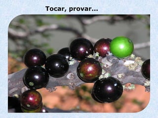 Tocar, provar...
 