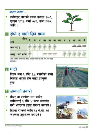 pko'Qm hftx¿ ===
a0f{z°/ hftsf] ¿kdf PgP; !)!,
PgP; !!!, sdf{ %, sdf{ ,
cflb .
$ 	/f]Kg] / afnL lng] ;do
dlxgf
If]q
j} h] c ;f ef cf sf d+ k' df kmf r}
dWo kxf8
t/fO{÷leqL dw];
-hft, :yfgLo xfjfkfgL / k|ljlw cg';f/ nufpg] / afnL lng] ;do km/s
x'g ;S5 ._
% 	df6f]
lkPr dfg ^ b]lv ^=% /kfgLsf] /fd|f]
lgsf; ePsf] bf]d df6f] pko'Qm
x'G5 .
^ 	hUufsf] tof/L
uf]a/ jf sDkf]i6 dn /fv]/
hdLgnfO{ # b]lv $ k6s vghf]t
u/L emf/kft x6fO ;dy/ agfpg] .
la?jf /f]Kgsf] nflu ^) ;]=dL= sf]
km/sdf 8ofªx¿ agfpg] .
ð
ð
ð
Illustrations courtesy FAO Nepal.
Photos: Fintrac
#) ;]=dL=
!)–!% ;]=dL=
v';f{gL v]tL k|ljlw 
 