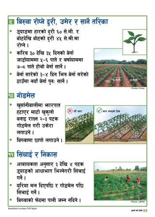 ^) ;]=dL= $% ;]=dL=
Photos: Fintrac
8ofªdf xf/sf] b'/L ^) ;]=dL= /
af]6b]lv af]6sf] b'/L $% ;]=dL=df
/f]Kg] .
sl/j #) b]lv #% lbgsf] a]gf{
hf8f]ofddf %–^ kft] / jiff{ofddf
–* kft] xf]rf] a]gf{ ;fg]{ .
a]gf{ ;f/]sf] #–$ lbg leq a]gf{ d/]sf]
7fp“df gof“ a]gf{ k'gM ;fg]{ .
!)	uf]8d]n
v';f{gLafnLdf emf/kft
x6fP/ df6f] v's'nf]
agfO /fVg @–# k6s
uf]8d]n u/L ps]/f
nufpg] .
la?jfdf 5fkf] nufpg] .
!!	l;+rfO{ / lgsf;
cfjZostf cg';f/ # b]lv $ k6s
8ofªsf] cfwfefu leHg]u/L l;+rfO{
ug]{ .
o'l/of dn lbPkl5 / uf]8d]n kl5
l;+rfO{ ug{]{ .
la?jfsf] km]bdf kfgL hDg glbg] .
ð
ð
ð
ð
ð
ð
ð
ð
Illustrations courtesy FAO Nepal.
( 	la?jf /f]Kg] b'/L, pd]/ / ;fg]{ tl/sf
w]/} emf/ emf/ gePsf] l7s
Photos: LIBIRD
v';f{gL v]tL k|ljlw 
 