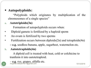  Autopolyploids:
“Polyploids which originates by multiplication of the
chromosomes of a single species”
a. Autotriploids(3n)
Formation of autopolyploids occurs when:
• Diploid gamete is fertilized by a haploid sperm
• An ovum is fertilized by two sperms
• Fertilization occurs between diploids(2n) and tetraploids(4n)
– e.g. seedless banana, apple, sugarbeet, watermelon etc.
b. Autotetraploids(4n)
A diploid cell is treated with heat, cold or colchicine to
tranform it into autotetraploid.
– e.g. rye, grapes, alfalfa etc.
10/12/2016mujahid.hussain7877@gmail.com25
 