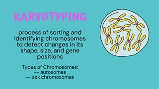 KARYOTYPING
process of sorting and
identifying chromosomes
to detect changes in its
shape, size, and gene
positions
Types of Chromosomes:
-- autosomes
-- sex chromosomes
 