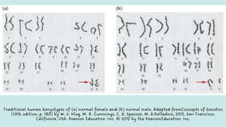 7 Chromosome Structure.pdf