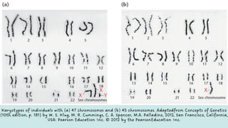 7 Chromosome Structure.pdf