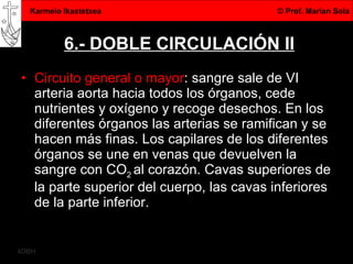 6.- DOBLE CIRCULACIÓN II Circuito general o mayor : sangre sale de VI arteria aorta hacia todos los órganos, cede nutrientes y oxígeno y recoge desechos. En los diferentes órganos las arterias se ramifican y se hacen más finas. Los capilares de los diferentes órganos se une en venas que devuelven la sangre con CO 2  al corazón. Cavas superiores de la parte superior del cuerpo, las cavas inferiores de la parte inferior. 