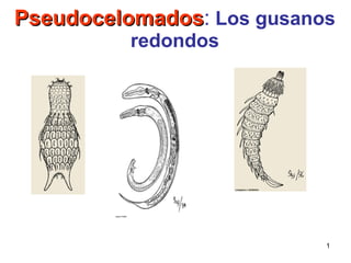 Pseudocelomados :  Los gusanos redondos 
