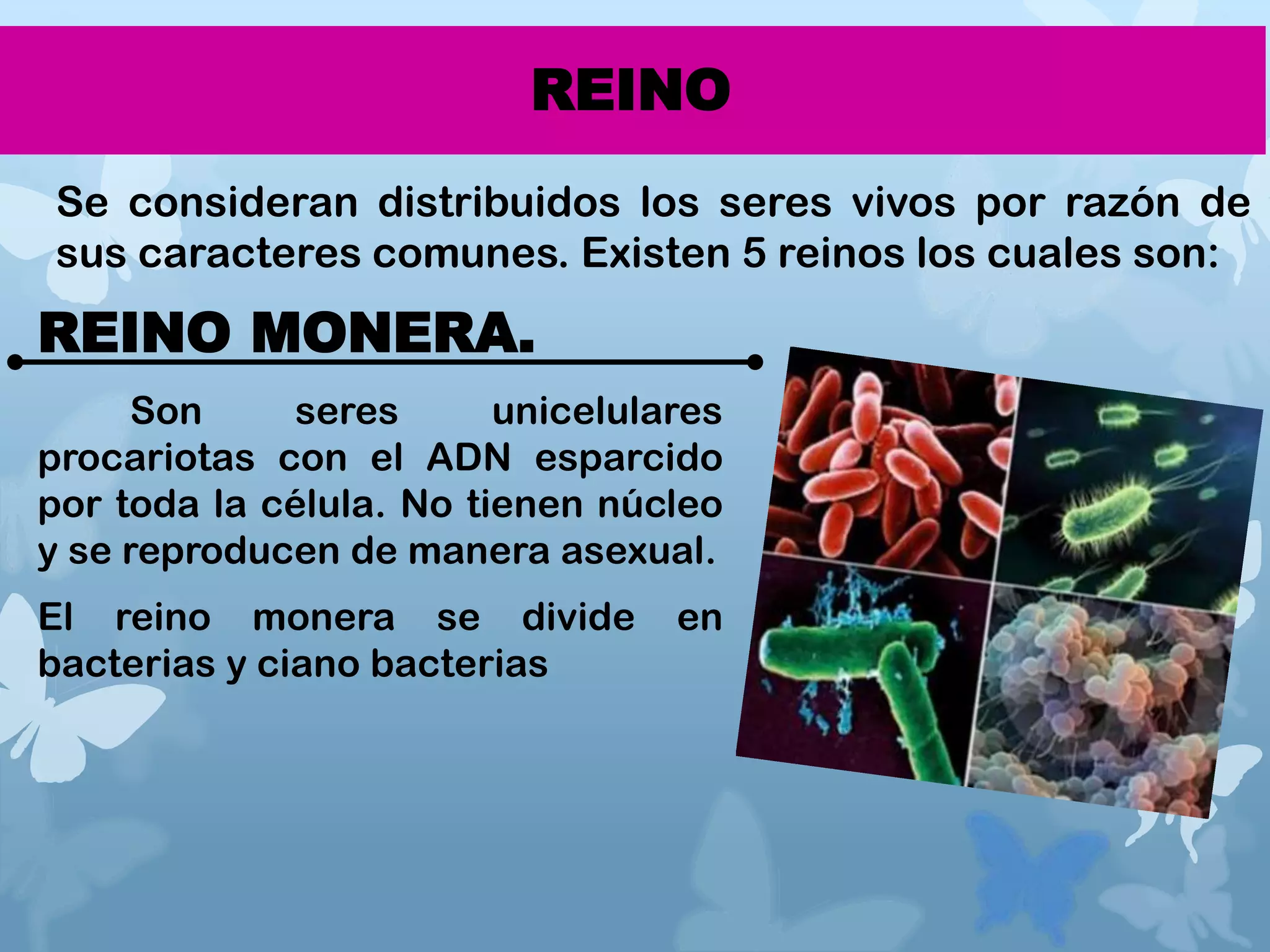 7 clasificacion de los seres | PPTX