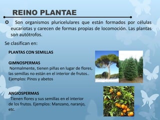 REINO PLANTAE
 Son organismos pluricelulares que están formados por células
eucariotas y carecen de formas propias de locomoción. Las plantas
son autótrofos.
Se clasifican en:
PLANTAS CON SEMILLAS
GIMNOSPERMAS
Normalmente, tienen piñas en lugar de flores,
las semillas no están en el interior de frutos..
Ejemplos: Pinos y abetos
ANGIOSPERMAS
Tienen flores y sus semillas en el interior
de los frutos. Ejemplos: Manzano, naranjo,
etc.
 