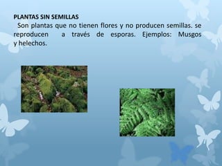 PLANTAS SIN SEMILLAS
Son plantas que no tienen flores y no producen semillas. se
reproducen a través de esporas. Ejemplos: Musgos
y helechos.
 
