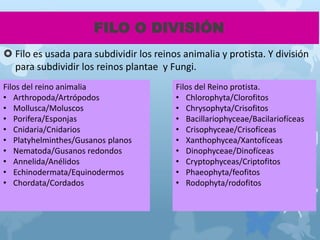 FILO O DIVISIÓN
 Filo es usada para subdividir los reinos animalia y protista. Y división
para subdividir los reinos plantae y Fungi.
Filos del reino animalia
• Arthropoda/Artrópodos
• Mollusca/Moluscos
• Porifera/Esponjas
• Cnidaria/Cnidarios
• Platyhelminthes/Gusanos planos
• Nematoda/Gusanos redondos
• Annelida/Anélidos
• Echinodermata/Equinodermos
• Chordata/Cordados
Filos del Reino protista.
• Chlorophyta/Clorofitos
• Chrysophyta/Crisofitos
• Bacillariophyceae/Bacilariofíceas
• Crisophyceae/Crisofíceas
• Xanthophycea/Xantofíceas
• Dinophyceae/Dinofíceas
• Cryptophyceas/Criptofitos
• Phaeophyta/feofitos
• Rodophyta/rodofitos
 