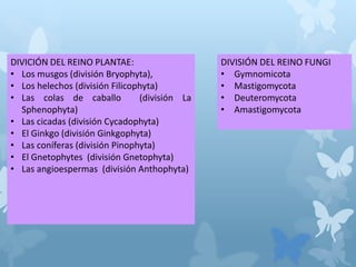 DIVICIÓN DEL REINO PLANTAE:
• Los musgos (división Bryophyta),
• Los helechos (división Filicophyta)
• Las colas de caballo (división La
Sphenophyta)
• Las cicadas (división Cycadophyta)
• El Ginkgo (división Ginkgophyta)
• Las coníferas (división Pinophyta)
• El Gnetophytes (división Gnetophyta)
• Las angioespermas (división Anthophyta)
DIVISIÓN DEL REINO FUNGI
• Gymnomicota
• Mastigomycota
• Deuteromycota
• Amastigomycota
 