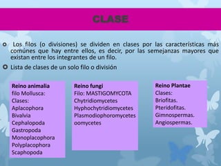 CLASE
 Los filos (o divisiones) se dividen en clases por las características más
comúnes que hay entre ellos, es decir, por las semejanzas mayores que
existan entre los integrantes de un filo.
 Lista de clases de un solo filo o división
Reino animalia
filo Mollusca:
Clases:
Aplacophora
Bivalvia
Cephalopoda
Gastropoda
Monoplacophora
Polyplacophora
Scaphopoda
Reino fungi
Filo: MASTIGOMYCOTA
Chytridiomycetes
Hyphochytridiomycetes
Plasmodiophoromycetes
oomycetes
Reino Plantae
Clases:
Briofitas.
Pteridofitas.
Gimnospermas.
Angiospermas.
 