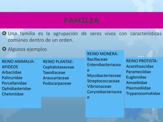 FAMILIA
 Una familia es la agrupación de seres vivos con características
comúnes dentro de un orden.
 Algunos ejemplos
REINO ANIMALIA:
APIDEOS
Arbaciidae
Palinuridae
Porcellanidae
Ophidiasteridae
Cheloniidae
REINO PLANTAE:
Cephalotaxaceae
Taxodiaceae
Araucariaceae
Podocarpaceae
REINO MONERA:
Bacillaceae
Enterobacteriacea
e
Mycobacteriaceae
Streptococcaceae
Vibrionaceae
Corynebacteriacea
e
REINO PROTISTA:
Acanthoecidae
Parameciidae
Euglenidae
Amoebidae
Plasmodiidae
Trypanosomatidae
 