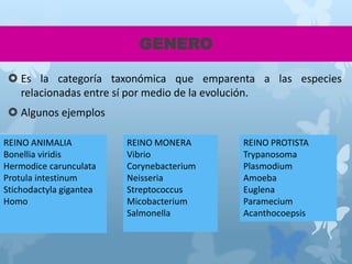 GENERO
 Es la categoría taxonómica que emparenta a las especies
relacionadas entre sí por medio de la evolución.
 Algunos ejemplos
REINO ANIMALIA
Bonellia viridis
Hermodice carunculata
Protula intestinum
Stichodactyla gigantea
Homo
REINO MONERA
Vibrio
Corynebacterium
Neisseria
Streptococcus
Micobacterium
Salmonella
REINO PROTISTA
Trypanosoma
Plasmodium
Amoeba
Euglena
Paramecium
Acanthocoepsis
 