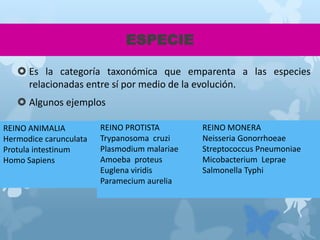 ESPECIE
 Es la categoría taxonómica que emparenta a las especies
relacionadas entre sí por medio de la evolución.
 Algunos ejemplos
REINO ANIMALIA
Hermodice carunculata
Protula intestinum
Homo Sapiens
REINO PROTISTA
Trypanosoma cruzi
Plasmodium malariae
Amoeba proteus
Euglena viridis
Paramecium aurelia
REINO MONERA
Neisseria Gonorrhoeae
Streptococcus Pneumoniae
Micobacterium Leprae
Salmonella Typhi
 