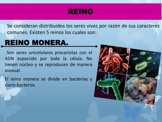 REINO
REINO MONERA.
Son seres unicelulares procariotas con el
ADN esparcido por toda la célula. No
tienen núcleo y se reproducen de manera
asexual.
El reino monera se divide en bacterias y
ciano bacterias
Se consideran distribuidos los seres vivos por razón de sus caracteres
comunes. Existen 5 reinos los cuales son:
 