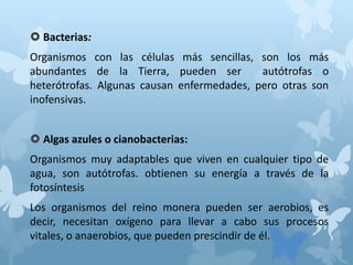  Bacterias:
Organismos con las células más sencillas, son los más
abundantes de la Tierra, pueden ser autótrofas o
heterótrofas. Algunas causan enfermedades, pero otras son
inofensivas.
 Algas azules o cianobacterias:
Organismos muy adaptables que viven en cualquier tipo de
agua, son autótrofas. obtienen su energía a través de la
fotosíntesis
Los organismos del reino monera pueden ser aerobios, es
decir, necesitan oxígeno para llevar a cabo sus procesos
vitales, o anaerobios, que pueden prescindir de él.
 