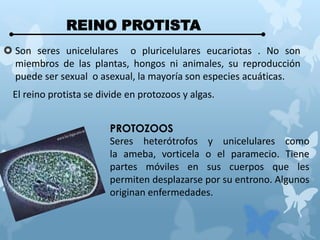  Son seres unicelulares o pluricelulares eucariotas . No son
miembros de las plantas, hongos ni animales, su reproducción
puede ser sexual o asexual, la mayoría son especies acuáticas.
El reino protista se divide en protozoos y algas.
REINO PROTISTA
PROTOZOOS
Seres heterótrofos y unicelulares como
la ameba, vorticela o el paramecio. Tiene
partes móviles en sus cuerpos que les
permiten desplazarse por su entrono. Algunos
originan enfermedades.
 