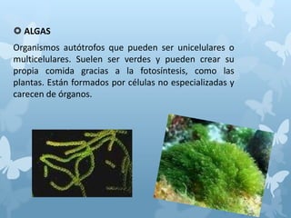  ALGAS
Organismos autótrofos que pueden ser unicelulares o
multicelulares. Suelen ser verdes y pueden crear su
propia comida gracias a la fotosíntesis, como las
plantas. Están formados por células no especializadas y
carecen de órganos.
 