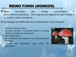 REINO FUNGI (HONGOS)
 Están formados por células unicelulares o
pluricelulares eucariotas. Son un grupo de organismos que incluye a
los mohos, setas y levaduras.
 Los hongos son diferentes de las plantas por varias razones:
• No tienen raíces ni hojas.
• No tiene clorofila y no pueden fabricar su propio
alimento mediante la fotosíntesis.
• Son heterótrofos.
• Se reproducen por esporas ( son como pequeñas
semillas)
• Algunos son comestibles pero otros son
venenosos.
 